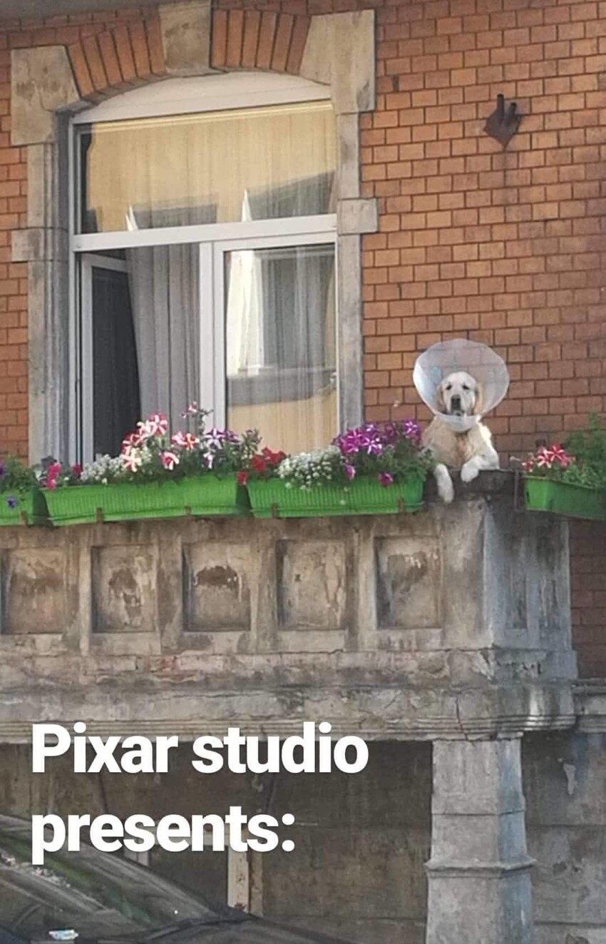Милый пёс просто сидел на балконе, а стал главной достопримечательностью Гданьска