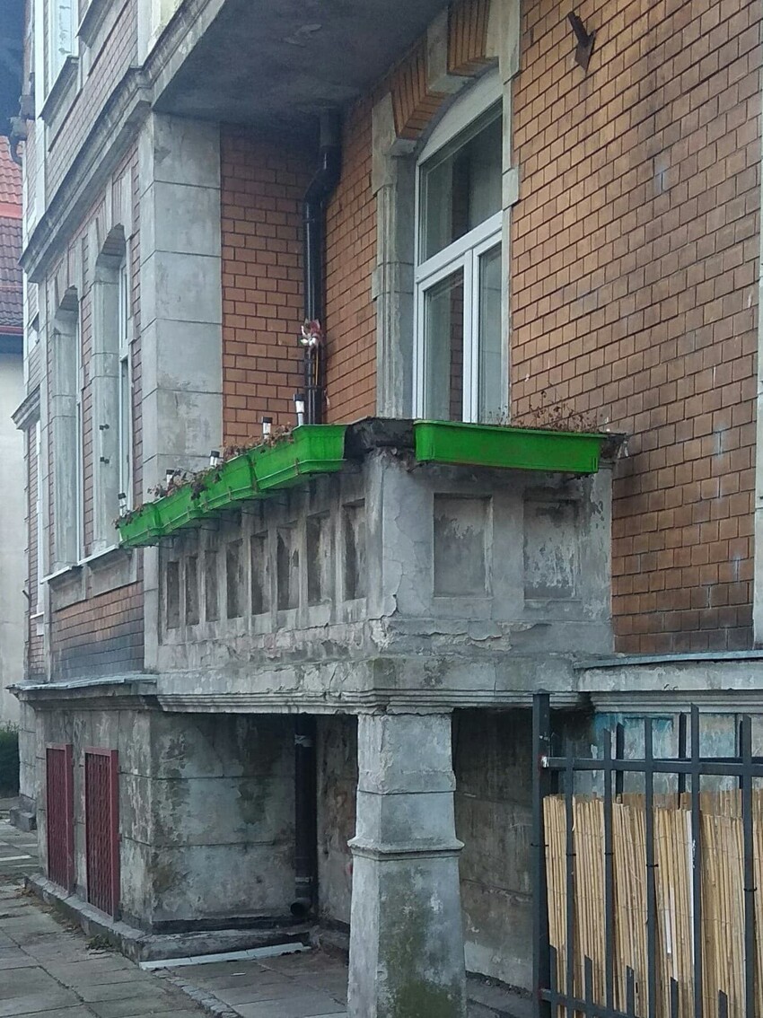 Милый пёс просто сидел на балконе, а стал главной достопримечательностью Гданьска