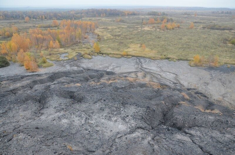 Как рязанский лесник за 20 лет вырастил лес там, где это считалось невозможным