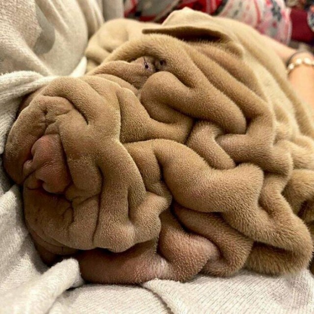 Одеяло на кушетке