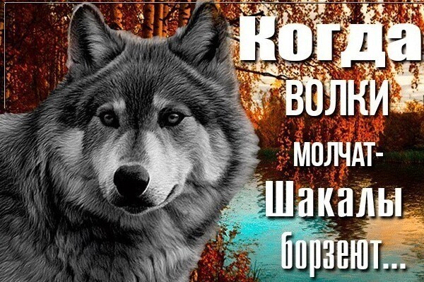Вечерний Калейдоскоп полит. скринов