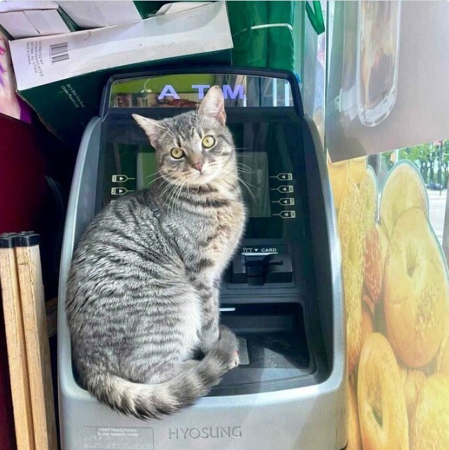 Чтобы воспользоваться банкоматом, нужно пройти фейс-контроль кота