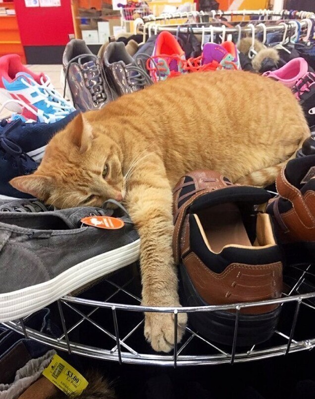 Котейки, которые нагло оккупировали магазины - и не собираются уходить