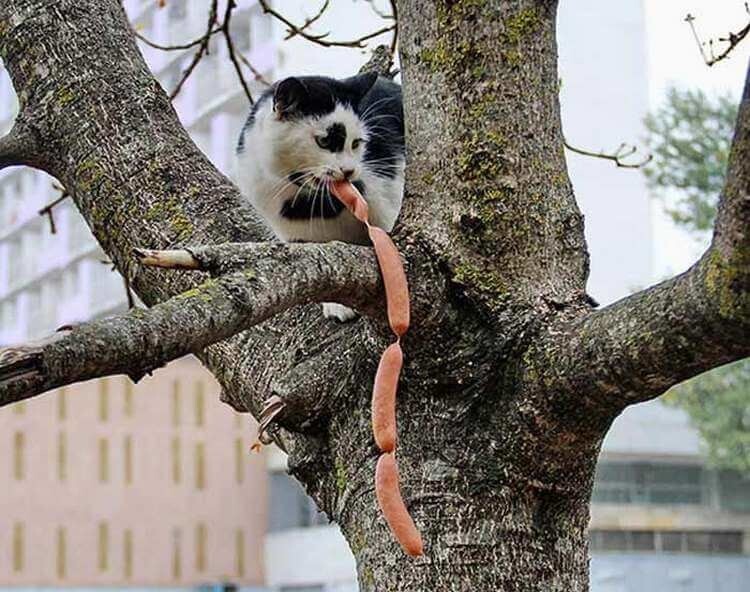 Без кота и жизнь не та, а с котом?