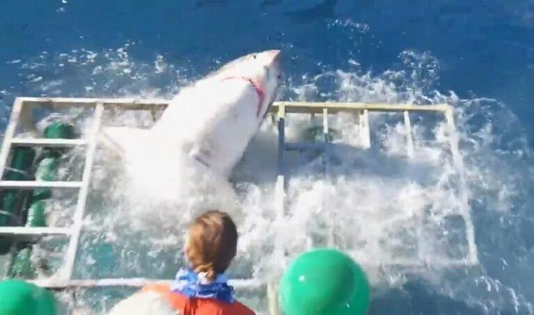 Белая акула проникла в защитную клетку, сильно напугав дайвера