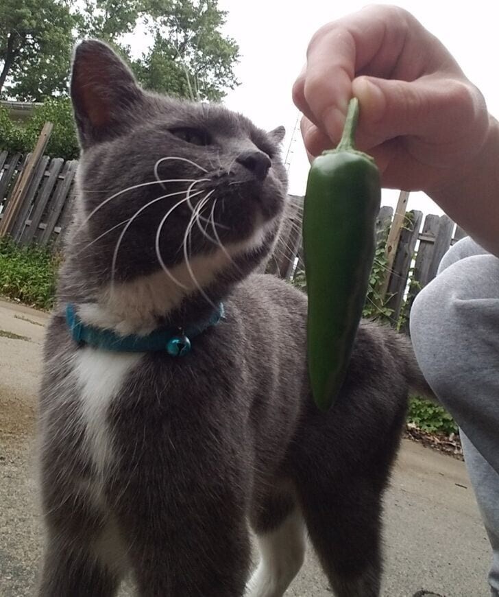 Соседский кот принёс мне перец из моего собственного сада