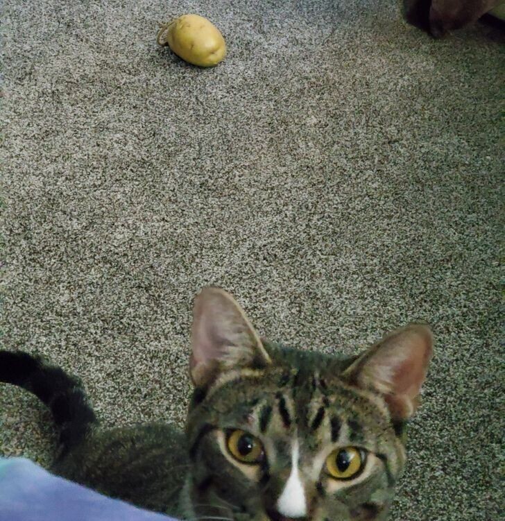 Сегодня мой день рождения, и кот принёс мне картофелину!