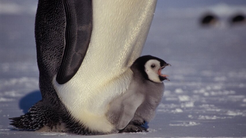 Скелет в шкафу милого животного. Зачем пингвины воруют детей друг у друга?