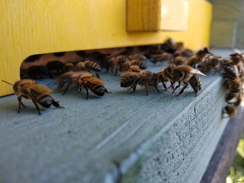 Пчёлки наслаждаются последним солнышком