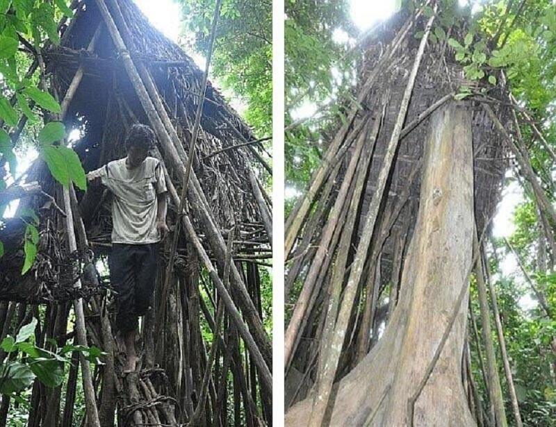 Проживший в джунглях 40 лет мужчина умер от рака печени через 8 лет после возвращения в цивилизованный мир