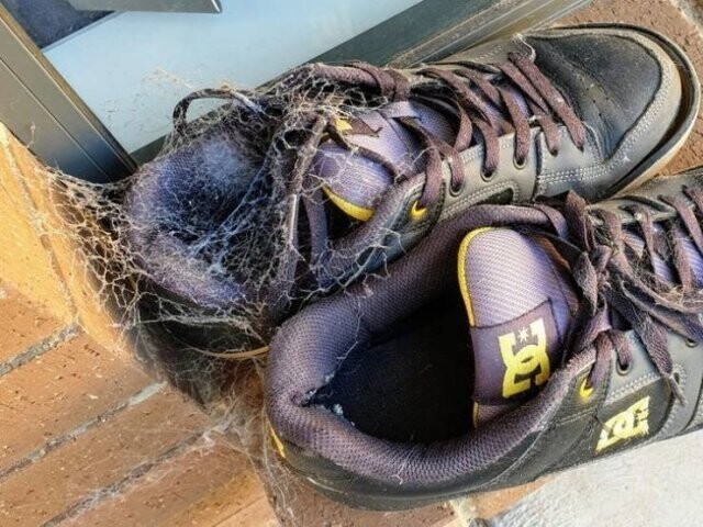 Кто-то просто оставил кроссовки на улице на ночь. Это Австралия