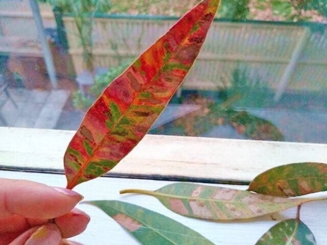 Палитра цветов на листе эвкалиптового дерева