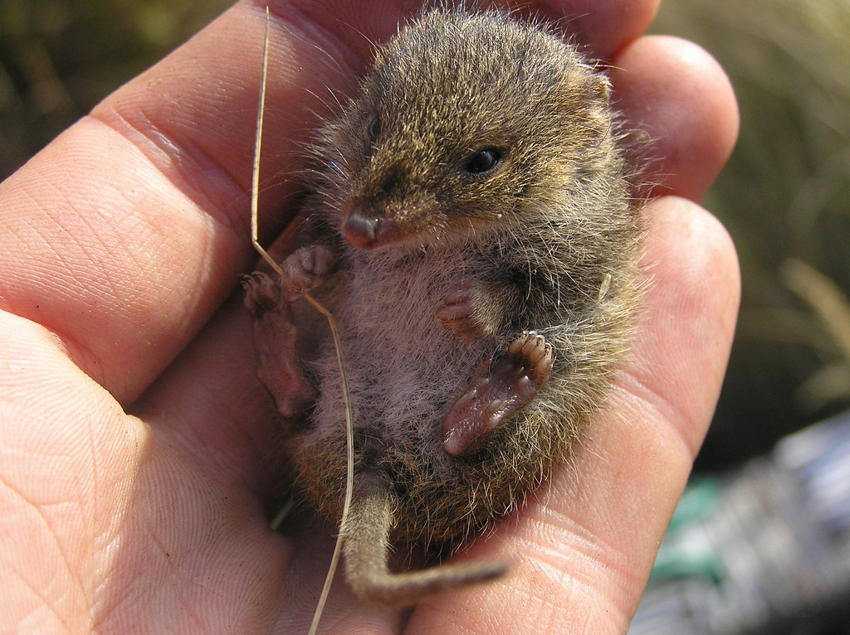 Сумчатая мышь: Одноразовые самцы. Брачный период высасывает их жизнь до состояния мумии