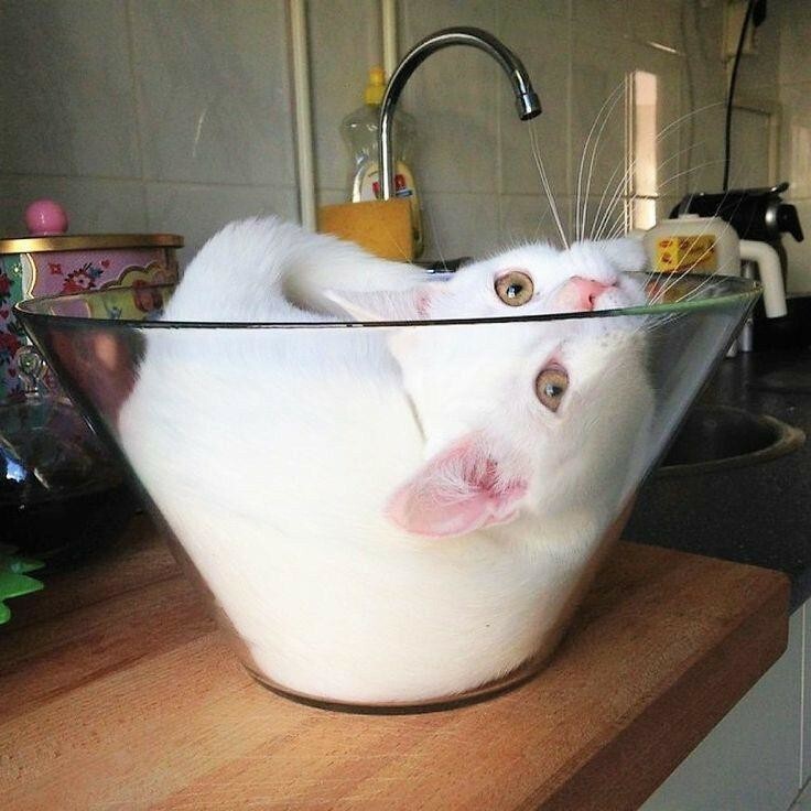 19 забавных фотографий, которые лишний раз подтверждают, что коты — это жидкость