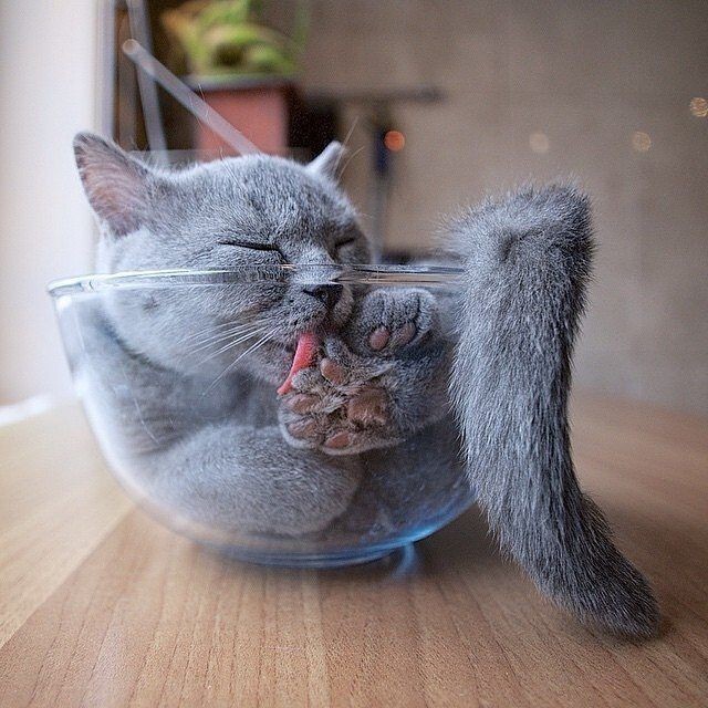 19 забавных фотографий, которые лишний раз подтверждают, что коты — это жидкость