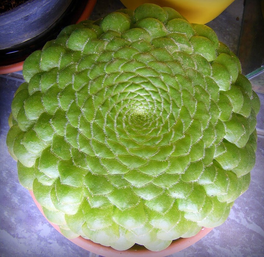 Aeonium Tabuliforme