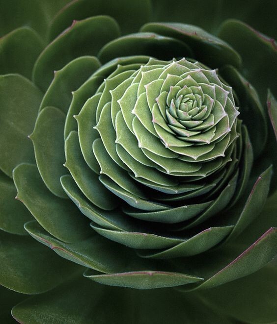 Фракталы, спирали и идеальные линии природы: 25 фото удивительной геометрии