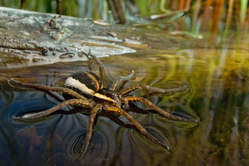 Каёмчатый охотник: Крупный паук, который обитает на реках и озёрах по всей России. Он умеет ходить по воде и ловить рыбу!