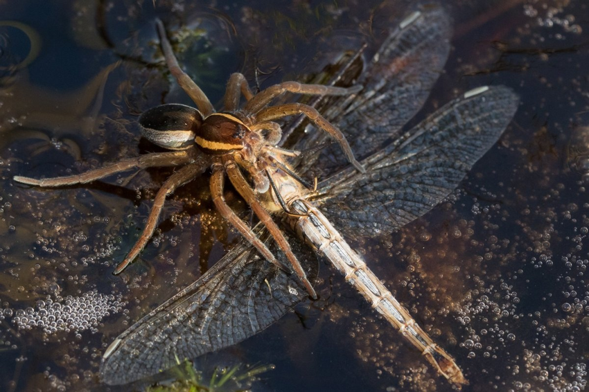 Каёмчатый охотник: Крупный паук, который обитает на реках и озёрах по всей России. Он умеет ходить по воде и ловить рыбу!