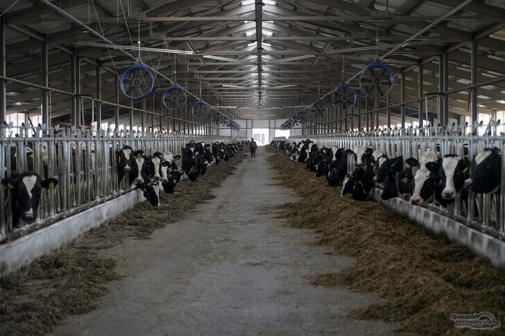 В Свердловской области открыли новую молочную ферму на 1800 голов КРС