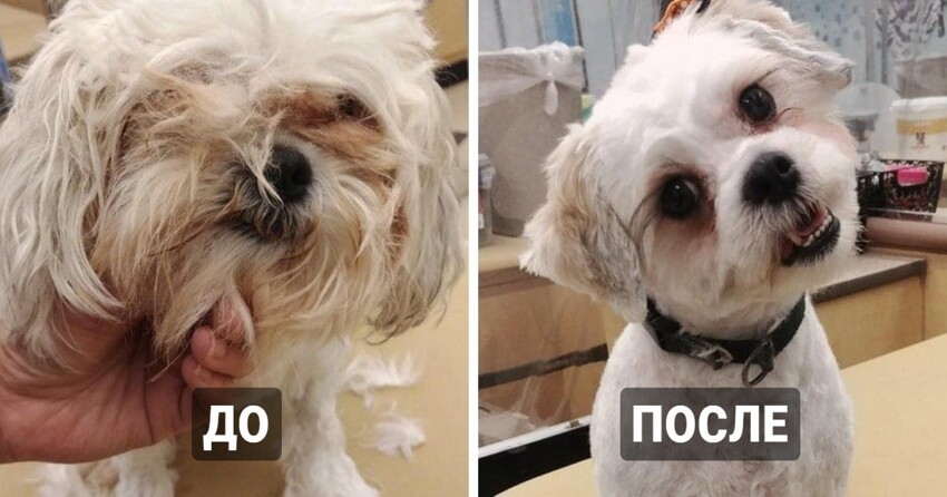 17 собак, которые здорово преобразились после стрижки