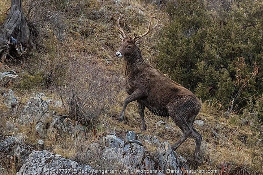 Беломордый олень: Самый высокогорный олень и его выживание в условиях кислородного голода