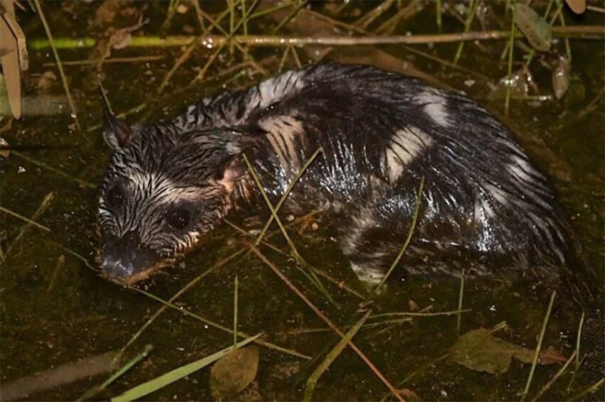 Водяной опоссум: Орущая крыса в ластах. Смешной зверь, который просто обязан стать мемом