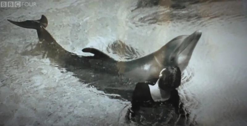 Дельфин по имени Питер, убивший себя из-за разбитого сердца