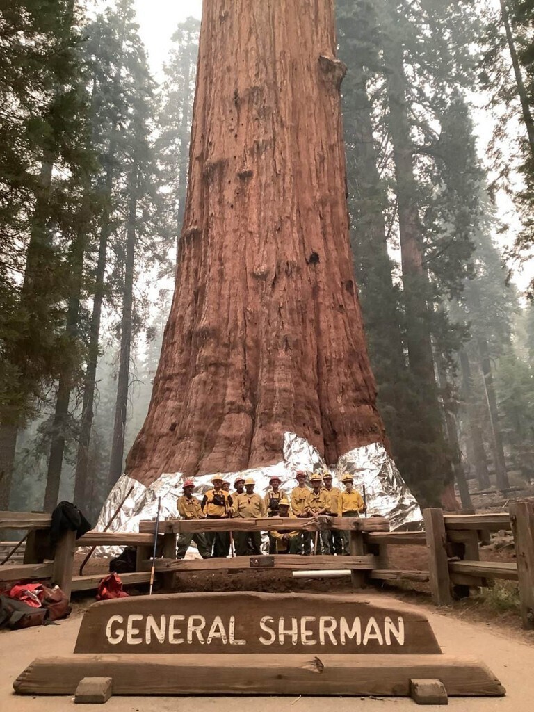 Крупнейшее в мире дерево, секвойя «генерал Шерман», может сгореть в лесном пожаре
