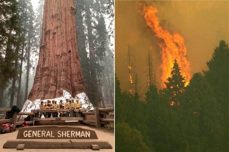 Крупнейшее в мире дерево, секвойя «генерал Шерман», может сгореть в лесном пожаре