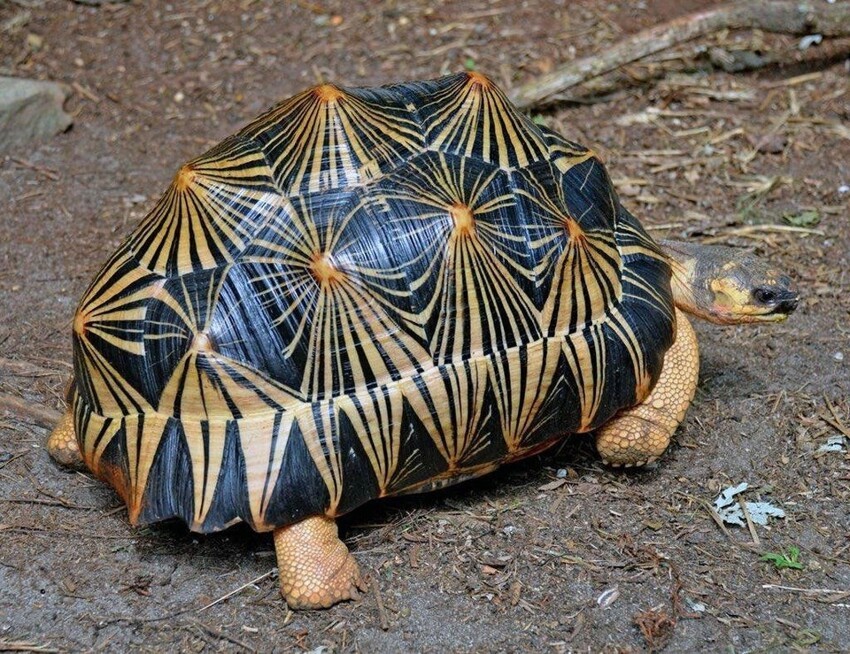 Эта красавица - Лучистая черепаха, найденная на Мадагаскаре