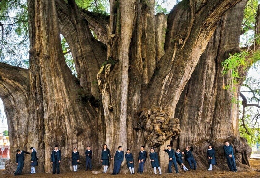 Гигантское дерево Туле в Мексике. Самый широкий ствол дерева в мире