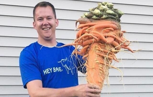 Самая тяжелая морковь в мире, весом более 10 кг