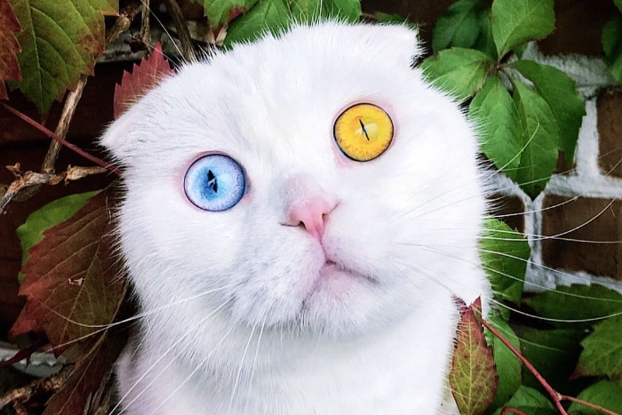 Петербургский кот Иосиф стал звездой за рубежом. Про него писали People и Daily Мail — всё из-за глаз разного цвета