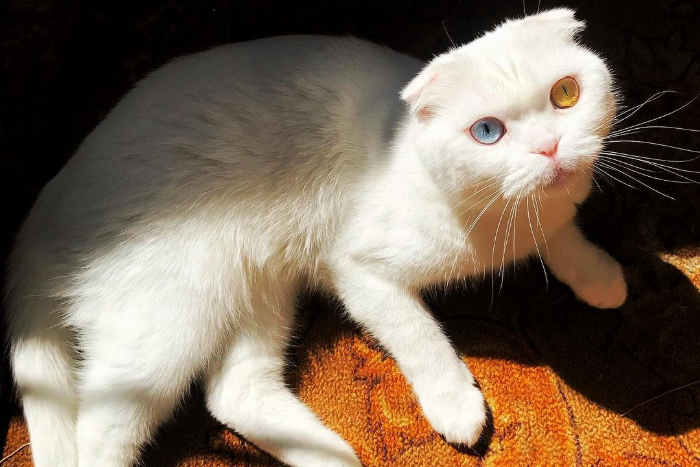 Петербургский кот Иосиф стал звездой за рубежом. Про него писали People и Daily Мail — всё из-за глаз разного цвета