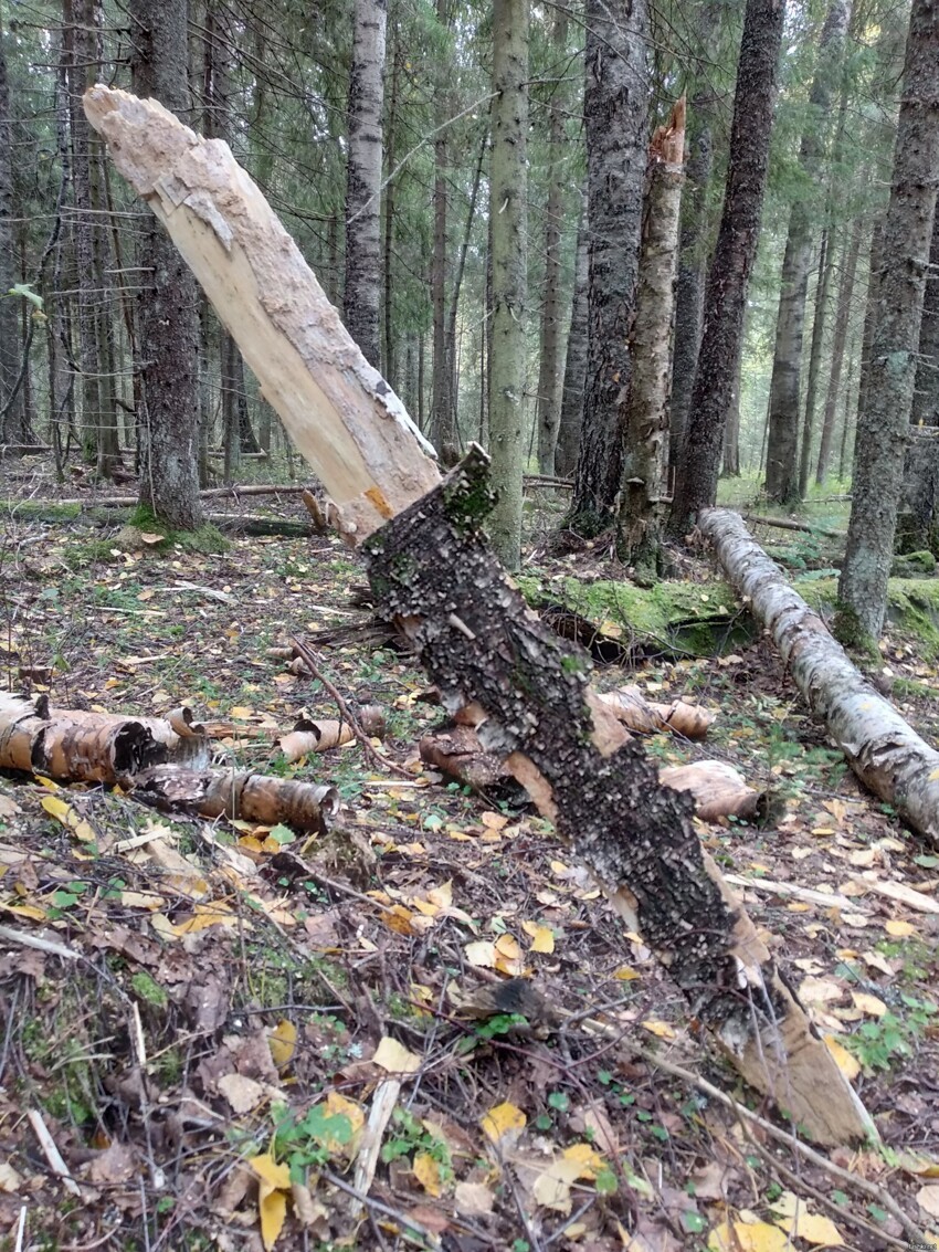 Ветренно, однако