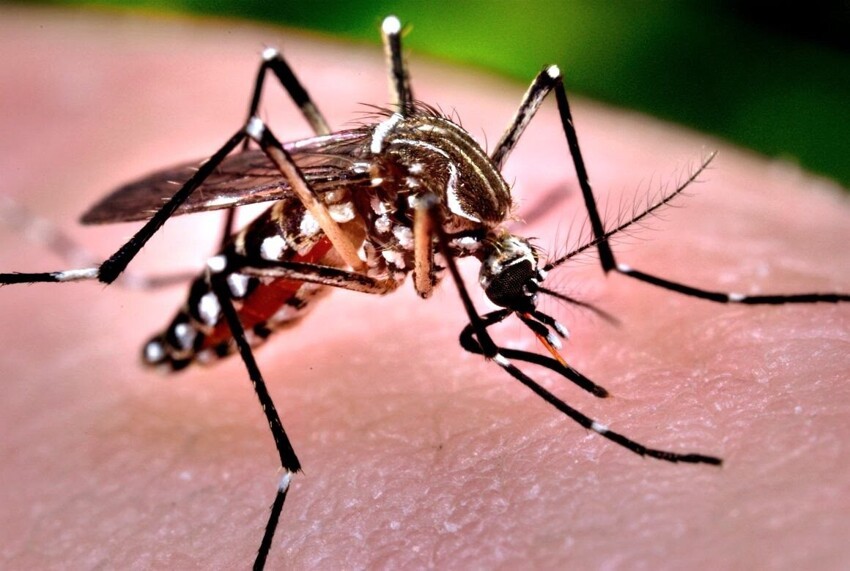Кусака мучитель (Aedes vexans Mg.)