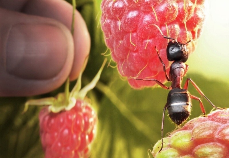 Малиновый сумасшедший муравей (Rasberry crazy ant)