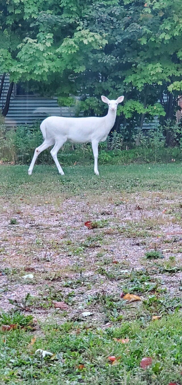 16. Я увидел оленя-альбиноса возле своего дома