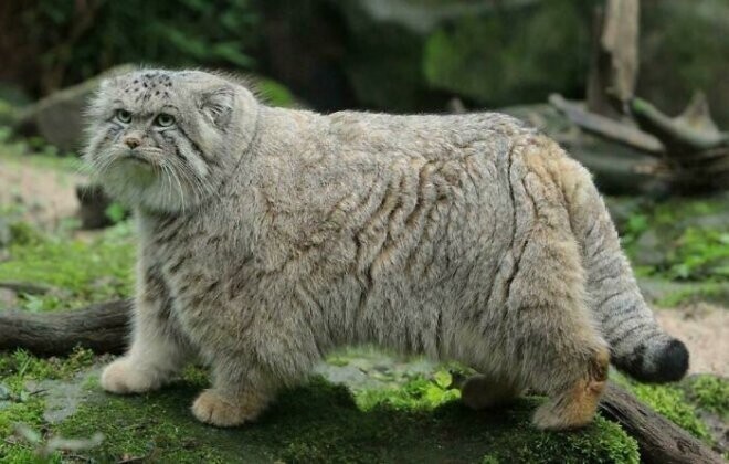 У манула (или кота Палласа) из Центральной Азии самый длинный и густой мех из всех видов кошек