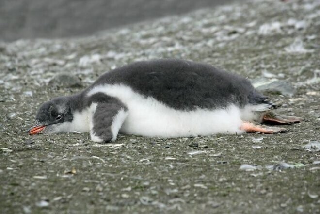 Маленькие пингвины из-за их теплоизоляции, когда им становится слишком жарко, тяжело дышат и высовывают ноги, что их охлаждает