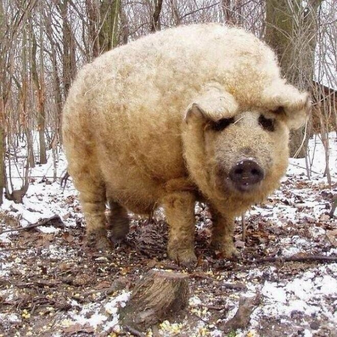 Мангалица - единственный вид свиней, покрытый длинной шерстью