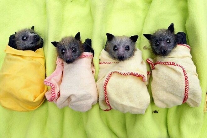 Спасенных летучих мышей-сирот плотно заворачивают в одеяла, чтобы имитировать теплые объятия крыльев матери