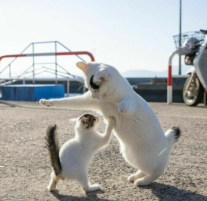 Фото самых милых уличных кошачьих поединков