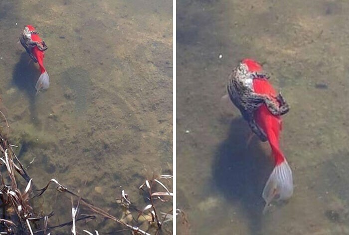 Лягушка решила прокатиться на рыбе