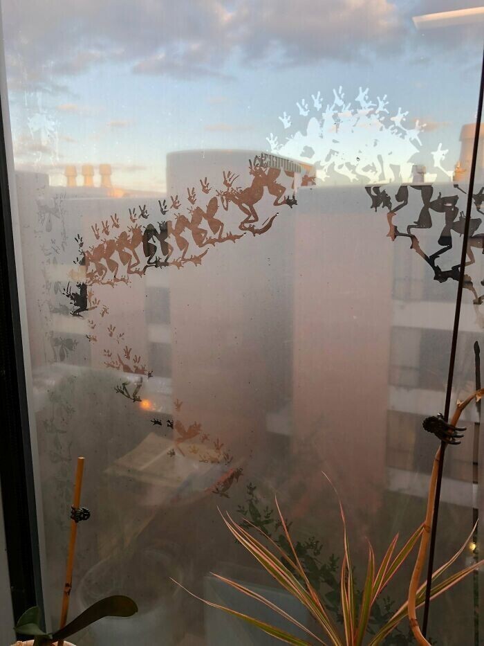 Лягушка оставила "рисунок" на окне