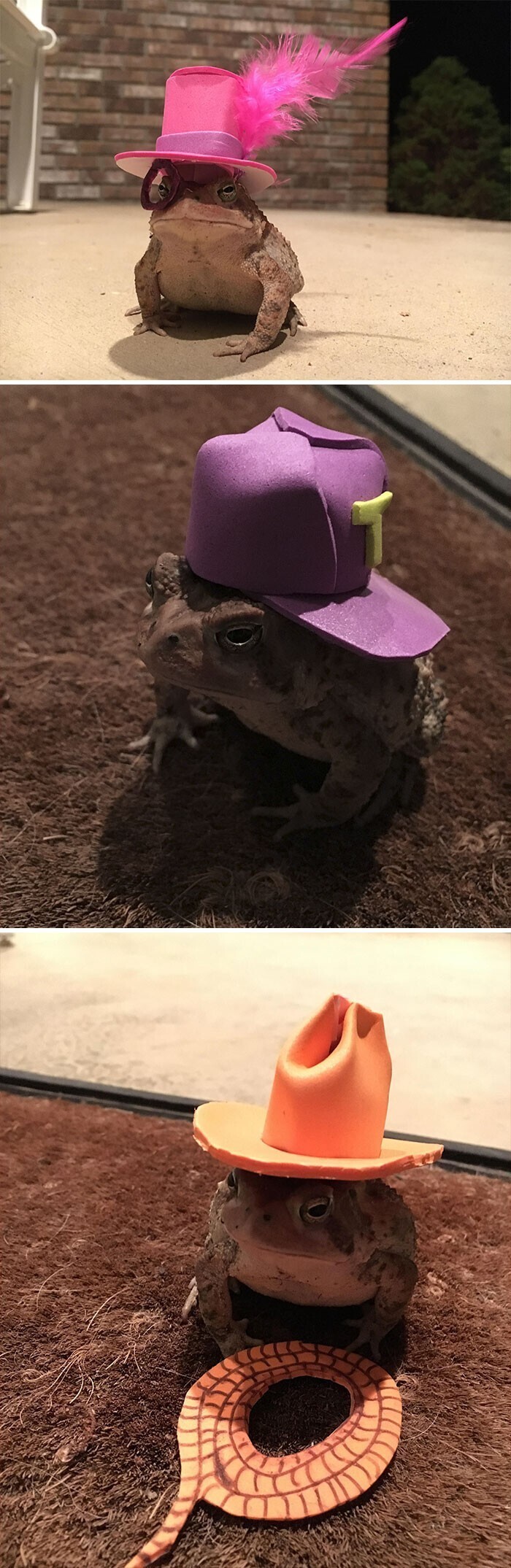 "Мы решили, что лягушке, которая постоянно прыгает у нас во дворе, не хватает шляпок"