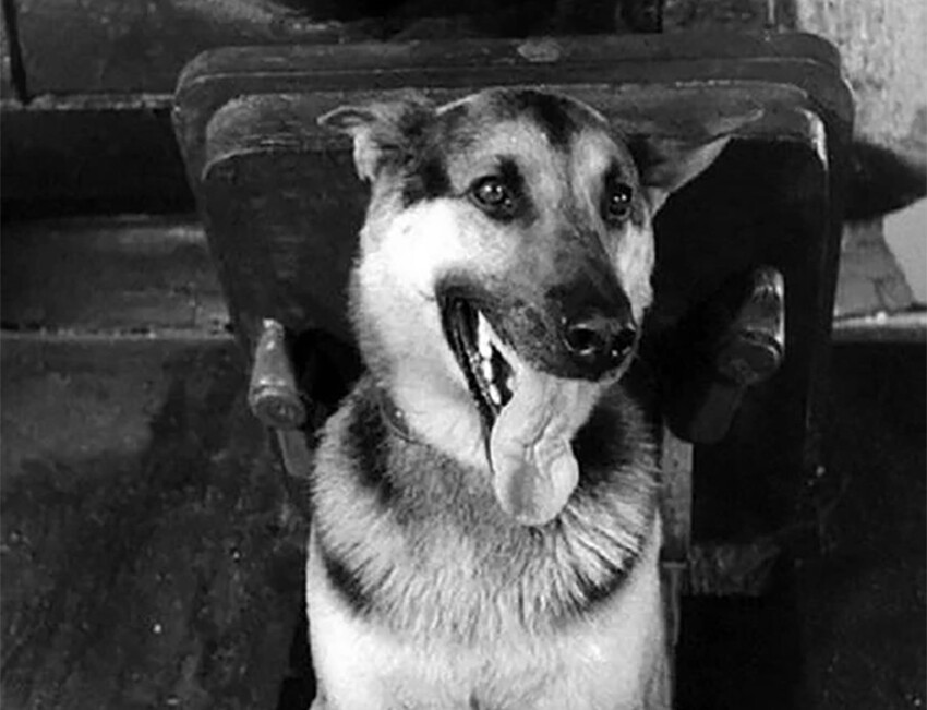 Что стало с псом Шариком из польского телефильма «Четыре танкиста и собака»
