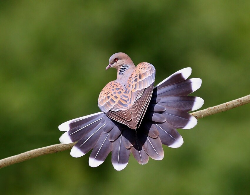 Большая горлица: Альтернативные голуби. Именно они были первыми почтальонами, а сейчас их встретить лишь в диких местах