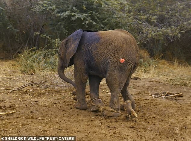 В Кении слоненок попал в ловушку браконьеров, не в силах выбраться